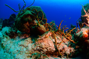 A puffer fish swimming over the reef 