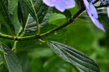 紫陽花の茎に滴る雨雫
