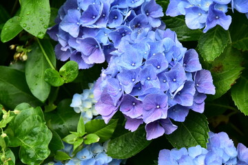 青々と咲く紫陽花