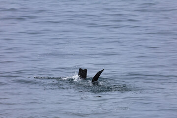 Fototapeta premium View of the fins of a scuba diver or snorkeler diving into the water and splashing water. 