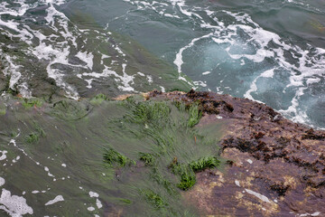 Fototapeta premium Green sea moss, algae and crustaceans on a seashore rock in La Jolla Cove in California.