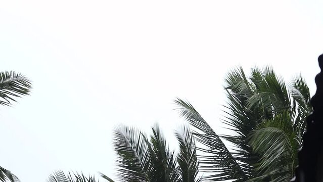 Coconut tree leaves sway in the wind when it rains in the tropical season
