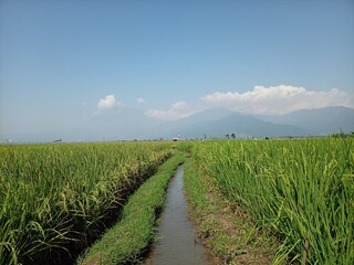 Fototapeta na wymiar Panoramic beauty of the Rawa Pening Ambarawa rice fields with green and yellow rice ready to be harvested