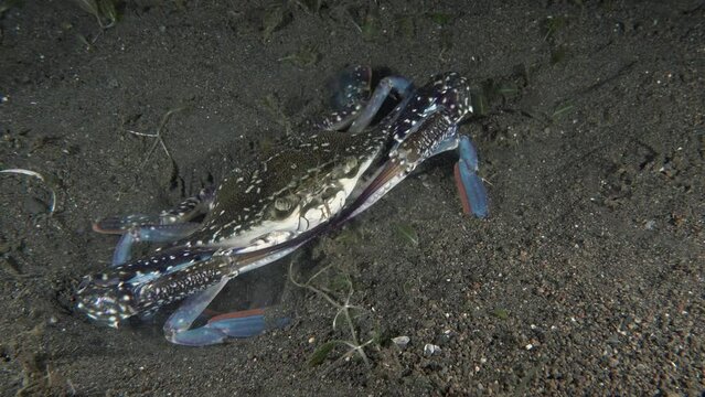 The crab wants to burrow into the sandy bottom of the sea at night. 
Blue swimming crab (Portunus pelagicus) 20cm. ID: males brownish, carapace with pale spots, blue legs, females without blue tint.