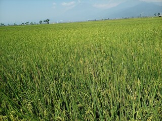 Panoramic beauty of the Rawa Pening Ambarawa rice fields with green and yellow rice ready to be harvested