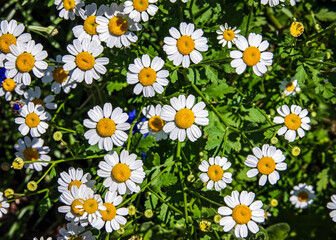 White garden daisy in the summer sunshine