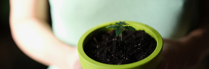 Woman holds in hands pot with small green plant.