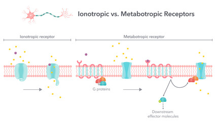 Ionotropic versus metabotropic receptors vector illustration diagram