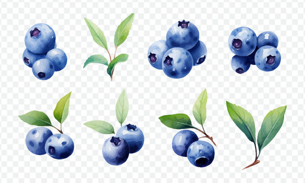 Blueberry set isolated vector illustration