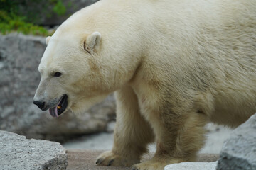Fototapeta na wymiar Polar Bear (Ursus maritimus) In Toronto Zoo, Canada 