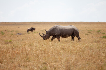 Fototapeta premium Rhino