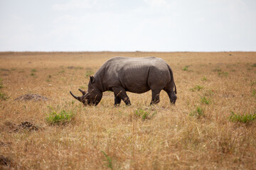 rhino in the wild