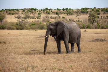 Fototapeta premium African Elephant in the wild