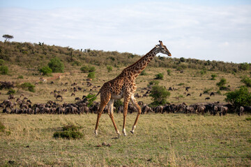 giraffe in the savannah