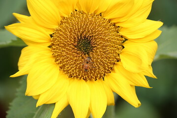 a big blossoming sunflower in summertime