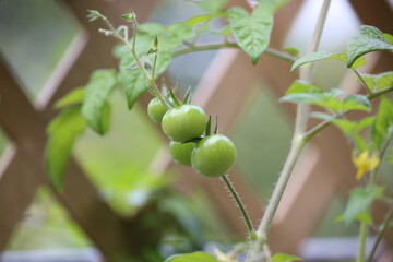 perfectly shaped unripe cherry tomatoes