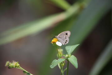 a butterfly collecting nectar from an orange flower