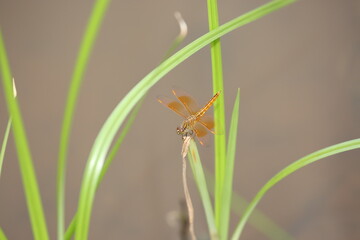  yellow dragonfly standing on a leaf