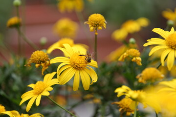 a bee collecting nectar from a yellow daisy