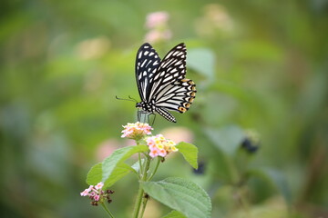 a colorful butterfly collecting nectar from a yellow and pink flower