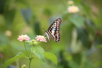 a colorful butterfly collecting nectar from a yellow and pink flower