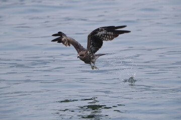 a hawk hunting over water
