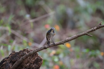 little blue bird perching on a twig