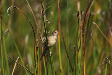 little brown bird perching on a twig