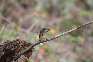 little blue bird perching on a twig