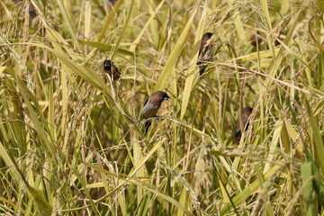 birds in a wheat field