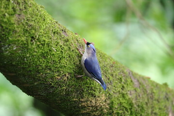 a blue bird standing on a tree