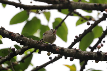 a bird standing on a tree branch full of fruits