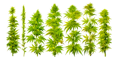 Watercolor cannabis plants set transparent background