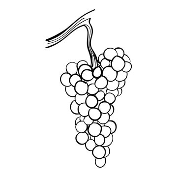 recommend clip art: bunch of grapes minimal line art black and white