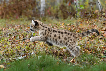 Cougar Kitten (Puma concolor) Pounces Left Autumn