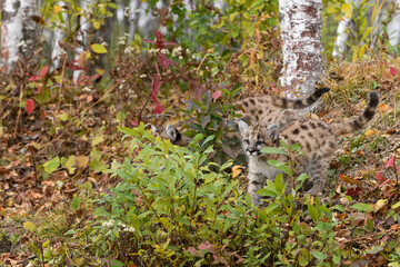 Cougar Kittens (Puma concolor) Walk Through Weeds Down Embankment Autumn