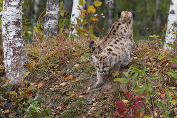 Cougar Kitten (Puma concolor) Steps Down Embankment Sibling Sits Behind Autumn