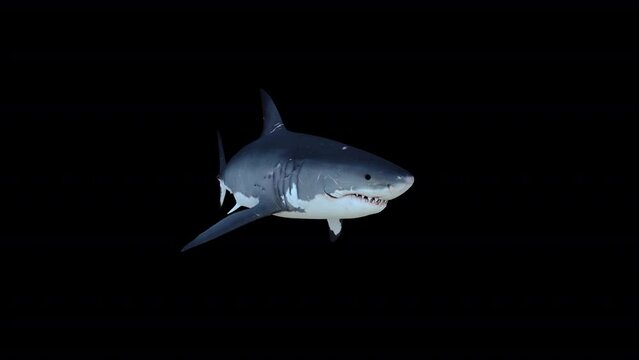Great White Shark animation with transparent (alpha) background