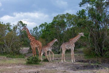 giraffes in the wild