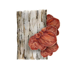 Wood ear mushroom growing on the tree trunk. Watercolor illustration. Hand drawn Auricularia auricula-judae fungus. Wood ear edible mushroom group on a tree natural element. White background