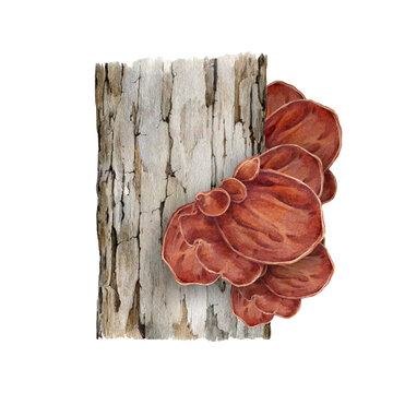 Wood ear mushroom growing on the tree trunk. Watercolor illustration. Hand drawn Auricularia auricula-judae fungus. Wood ear edible mushroom group on a tree natural element. White background