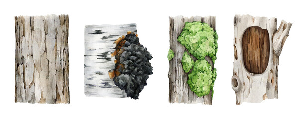 Tree trunk element set. Watercolor illustration. Hand drawn various wooden tree parts with bark, moss, hollow. Natural linden, birch, oak, elm element collection. Timber parts on white background © anitapol