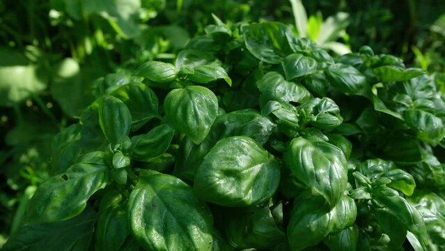 Close up of basil with thick leaves growing in organic garden while moving camera away exposing more plants.