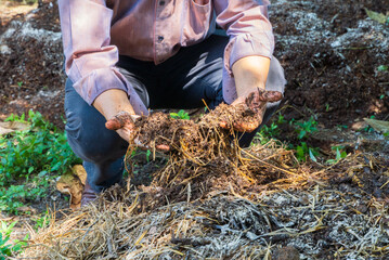 gardener use their hands to unfold the soil to check the condition of the fermented soil left after...