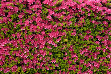 満開のツツジの垣根