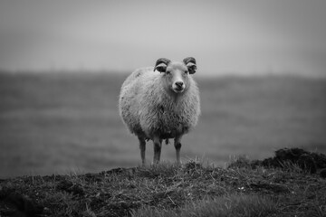 Sheep of Iceland Black and White