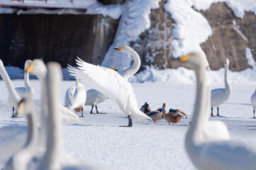 冬の白鳥セバット