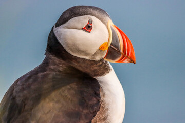 Puffins on the Cliffs of Iceland Atlantic Puffin