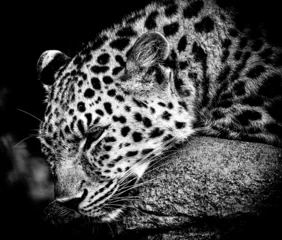 Tuinposter leopard in black © Stefanie