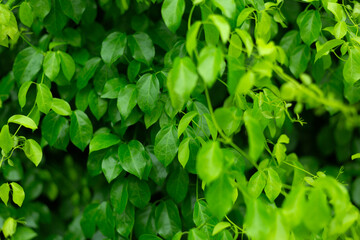 Fototapeta na wymiar Green Leaves Soft Close Background